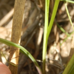 Fire and Orchids ACT Citizen Science Project at Point 4712 - 16 Oct 2016