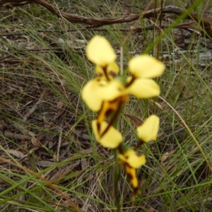 Fire and Orchids ACT Citizen Science Project at Point 5058 - 13 Nov 2016