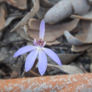 Fire and Orchids ACT Citizen Science Project at Point 751 - 27 Sep 2015