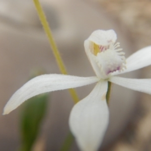 Fire and Orchids ACT Citizen Science Project at Point 4712 - 16 Oct 2016