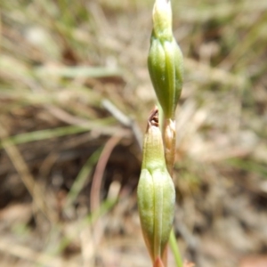 Fire and Orchids ACT Citizen Science Project at Point 4762 - 13 Nov 2016