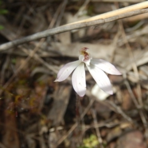 Fire and Orchids ACT Citizen Science Project at Point 25 - 6 Oct 2016