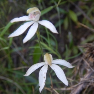 Fire and Orchids ACT Citizen Science Project at Point 5595 - 27 Oct 2015