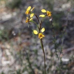 Fire and Orchids ACT Citizen Science Project at Point 76 - 16 Oct 2016