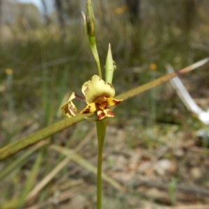 Fire and Orchids ACT Citizen Science Project at Point 5828 - 5 Oct 2015