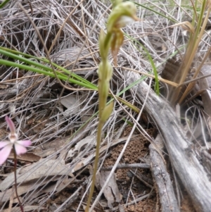 Fire and Orchids ACT Citizen Science Project at Point 5802 - 9 Oct 2016