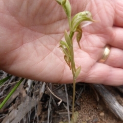 Fire and Orchids ACT Citizen Science Project at Point 5802 - 9 Oct 2016