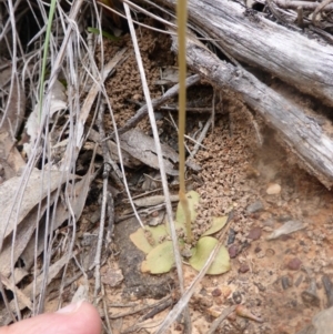 Fire and Orchids ACT Citizen Science Project at Point 5802 - 9 Oct 2016