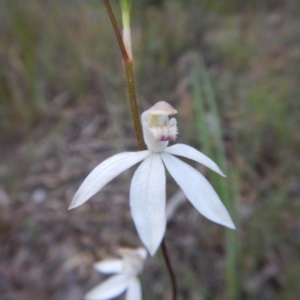 Fire and Orchids ACT Citizen Science Project at Point 5058 - 13 Nov 2016