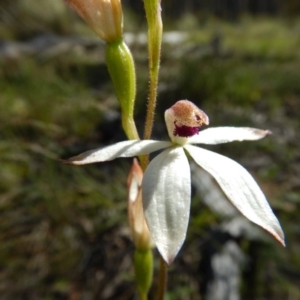 Fire and Orchids ACT Citizen Science Project at Point 5834 - 11 Nov 2016