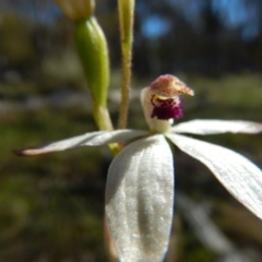 Fire and Orchids ACT Citizen Science Project at Point 5834 - 11 Nov 2016