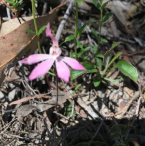 Fire and Orchids ACT Citizen Science Project at Point 83 - 16 Oct 2016