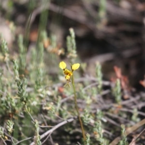 Fire and Orchids ACT Citizen Science Project at Point 75 - 25 Oct 2015