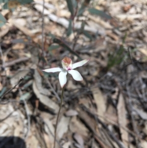 Fire and Orchids ACT Citizen Science Project at Point 76 - 16 Oct 2016