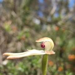 Fire and Orchids ACT Citizen Science Project at Point 93 - 13 Nov 2016