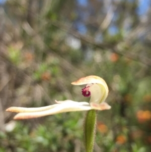 Fire and Orchids ACT Citizen Science Project at Point 93 - 13 Nov 2016