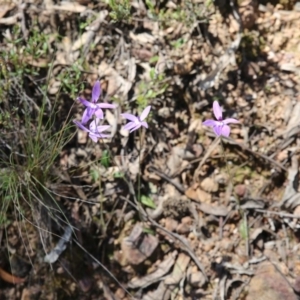 Fire and Orchids ACT Citizen Science Project at Point 83 - 16 Oct 2016