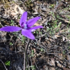 Fire and Orchids ACT Citizen Science Project at Point 83 - 16 Oct 2016