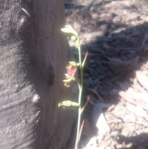 Fire and Orchids ACT Citizen Science Project at Point 4242 - 31 Oct 2016