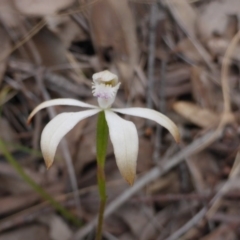 Fire and Orchids ACT Citizen Science Project at Point 5802 - 9 Oct 2016