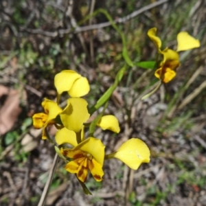 Fire and Orchids ACT Citizen Science Project at Point 5204 - 22 Oct 2014