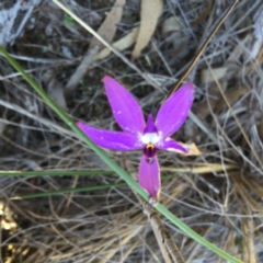 Fire and Orchids ACT Citizen Science Project at Point 4152 - 15 Oct 2016