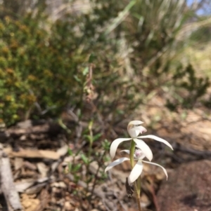 Fire and Orchids ACT Citizen Science Project at Point 76 - 16 Oct 2016