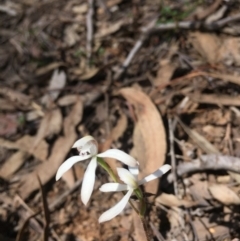 Fire and Orchids ACT Citizen Science Project at Point 76 - 16 Oct 2016