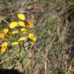 Fire and Orchids ACT Citizen Science Project at Point 83 - 16 Oct 2016