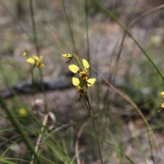 Fire and Orchids ACT Citizen Science Project at Point 75 - 6 Nov 2016