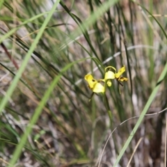 Fire and Orchids ACT Citizen Science Project at Point 75 - 6 Nov 2016