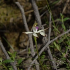 Fire and Orchids ACT Citizen Science Project at Point 38 - 27 Sep 2014