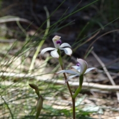 Fire and Orchids ACT Citizen Science Project at Point 38 - 27 Sep 2014