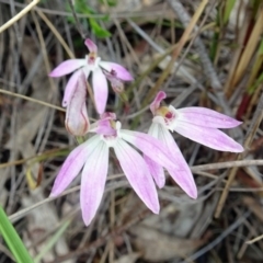 Fire and Orchids ACT Citizen Science Project at Point 20 - 29 Oct 2016