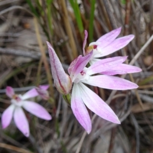 Fire and Orchids ACT Citizen Science Project at Point 20 - 29 Oct 2016