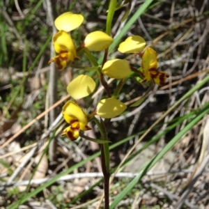 Fire and Orchids ACT Citizen Science Project at Point 14 - 16 Oct 2016