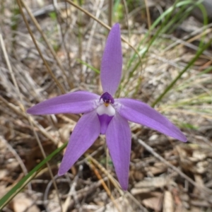 Fire and Orchids ACT Citizen Science Project at Point 5832 - 12 Oct 2016