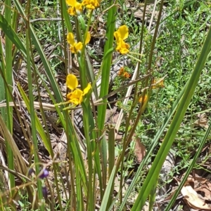 Fire and Orchids ACT Citizen Science Project at Point 5204 - 1 Nov 2021