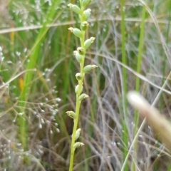 Fire and Orchids ACT Citizen Science Project at Point 5439 - 26 Dec 2020