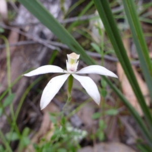 Fire and Orchids ACT Citizen Science Project at Point 5598 - 30 Oct 2015