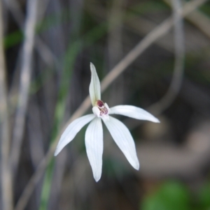 Fire and Orchids ACT Citizen Science Project at Point 5204 - 11 Sep 2021