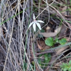 Fire and Orchids ACT Citizen Science Project at Point 5204 - 11 Sep 2021