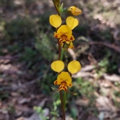 Fire and Orchids ACT Citizen Science Project at Point 5204 - 9 Oct 2021