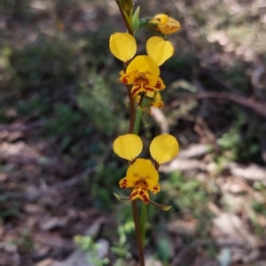 Fire and Orchids ACT Citizen Science Project at Point 5204 - 9 Oct 2021