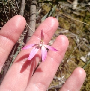 Fire and Orchids ACT Citizen Science Project at Point 4157 - 16 Oct 2016