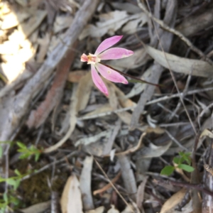 Fire and Orchids ACT Citizen Science Project at Point 4152 - 15 Oct 2016