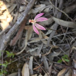 Fire and Orchids ACT Citizen Science Project at Point 4152 - 15 Oct 2016