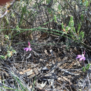 Fire and Orchids ACT Citizen Science Project at Point 4152 - 15 Oct 2016