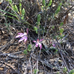 Fire and Orchids ACT Citizen Science Project at Point 4152 - 15 Oct 2016