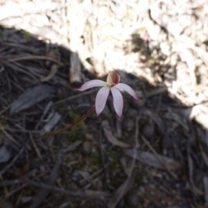 Fire and Orchids ACT Citizen Science Project at Point 99 - 14 Oct 2016